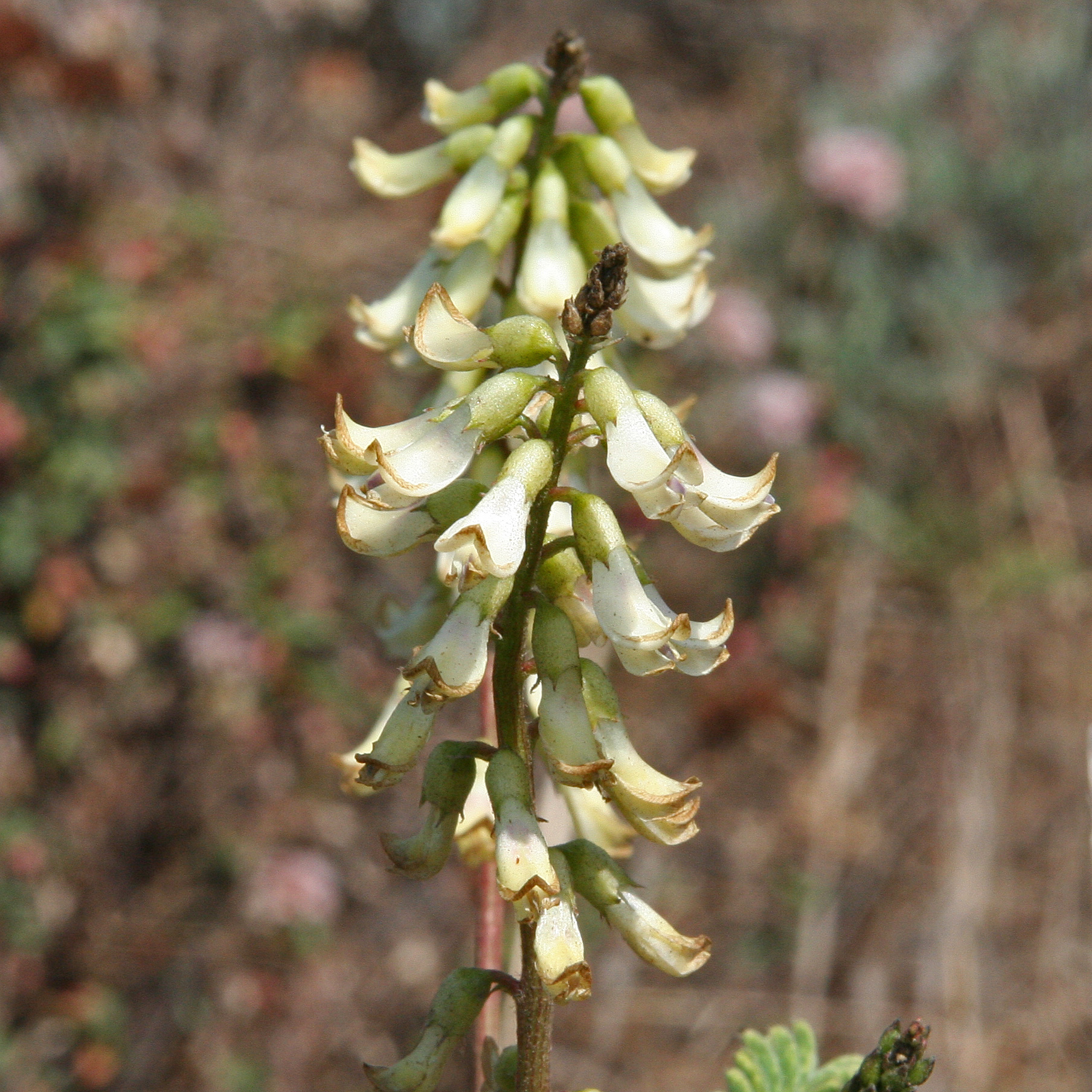 40 Most Common Wildflowers at the Reserve Point Lobos Foundation